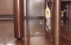 玩绝地求生时的我[流汗]