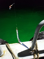 海钓带鱼太漂亮了，色美，味美。