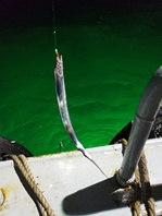 海钓带鱼太漂亮了，色美，味美。