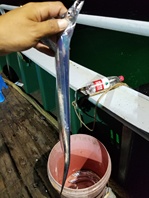 海钓带鱼太漂亮了，色美，味美。