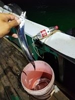 海钓带鱼太漂亮了，色美，味美。