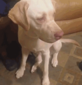 🐵🐵🐵🐵🐵🐵