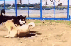 阿振，你上八卦了