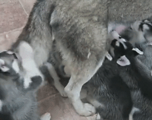 孩子太多奶头不够，尾巴来凑