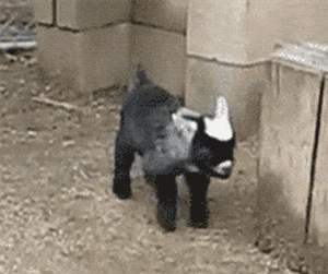 鱼吧偶遇笑俗肥