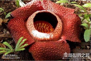 大王花，现实中又被俗称食人花（它们会散发一种腐烂尸体的味道，让人以为它们吃人，才将它们叫作食人花）它们并不吃人，但因为它的腐臭味和寄生植物的特性，才让人误以为它会吃动物（大王花：我冤！）不说是吃人了，它们连只老鼠都无法吃下，根本就消化不了节肢动物以外的生物。（制作和收集资料不易，点个赞吧！！！）[topic src=&#34;188752&#34;]#植物大战僵尸2九周年[/topic]