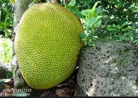 植物千千万，蜜帝属最强[弹幕梗666]