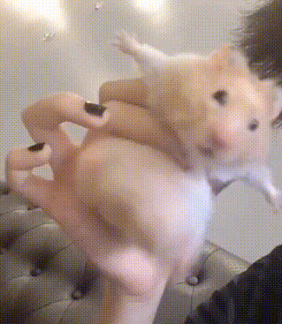 哈哈今天看到一个图给hxd们分享一下