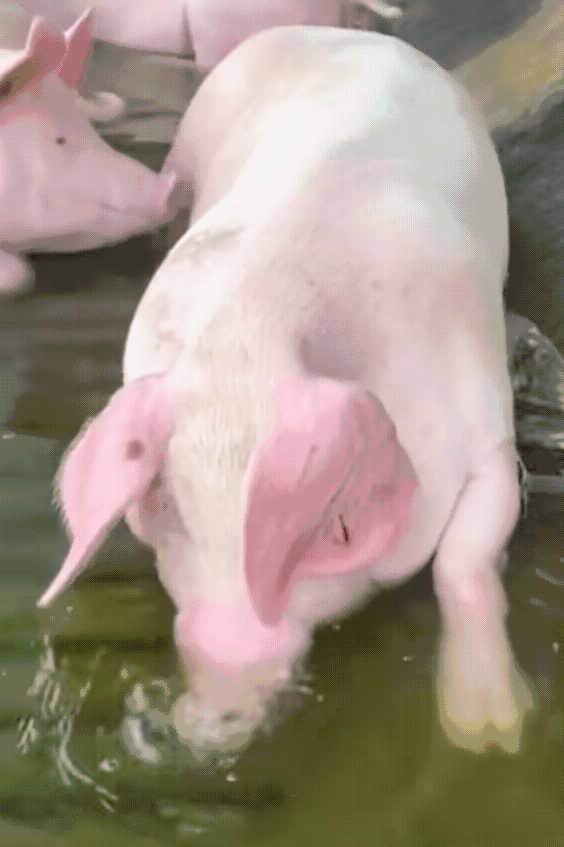 树哥这是以后就有缘播一会了吗？冲刺宝可梦卡牌冠军去了？希望树哥能成吧，加油！👍