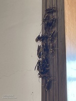 抽子们这个到底是什么虫子啊，我家真的进了超多这个虫子，都快要吓死了[topic src=&#34;185582&#34;]#小香肠故事会[/topic]